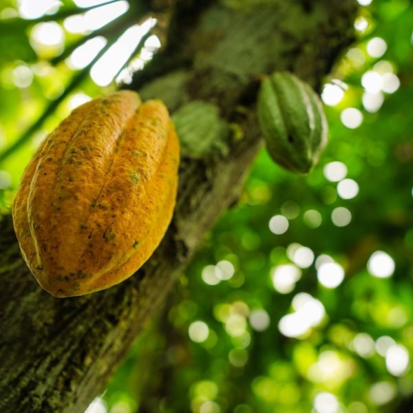 andres medina fxqhlanuygm unsplash