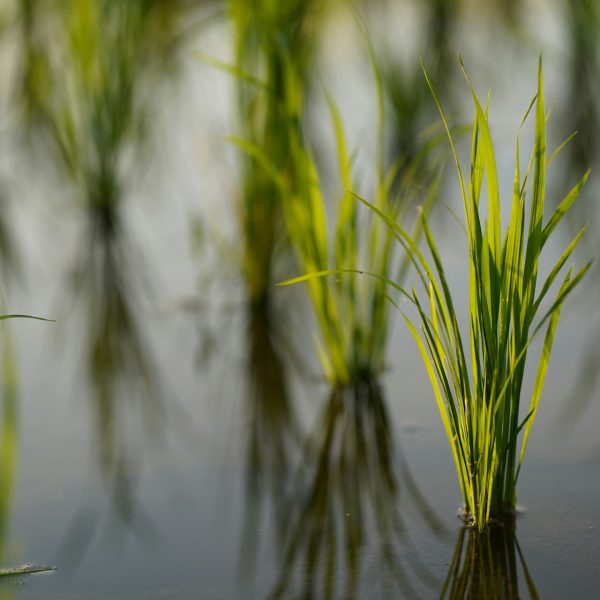 sergio camalich st0y goilfm unsplash